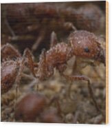 Red Ant Closeup Wood Print