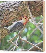 Red-bellied Woodpecker Wood Print