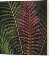 Red Brazilian Tree Fern Leaves - Dark Tropics 1 Wood Print