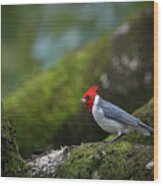 Red Crested Cardinal Wood Print