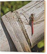 Red Dragonfly Wood Print
