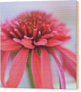 Red Echinacea Wood Print