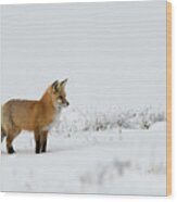 Red Fox In The Snow Wood Print