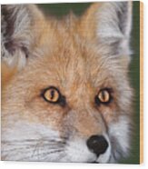 Red Fox Portrait Wildlife Rescue Wood Print