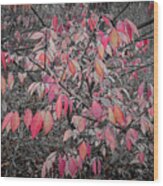 Red Leaves In The Woods - Waukegan, Illinois Wood Print