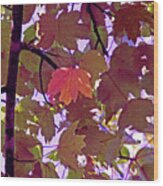 Red Leaves On Purple Wood Print