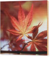 Red Maple Leaves At Sunset Wood Print