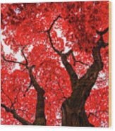 Red Maple Leaves In The Fall Wood Print