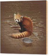 Red Panda Wood Print