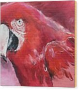 Red Parrot Wood Print