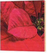 Red Poinsettia Wood Print