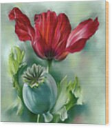 Red Poppy And Seed Pod Wood Print