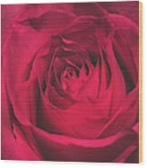 Red Rose Wood Print