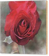 Red Rose Bloom In Watercolor Wood Print