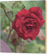 Red Rose In The Mediterranean Garden Wood Print