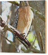Red-shouldered Hawk On Branch Wood Print