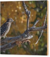 Red Shouldered Hawk Wood Print