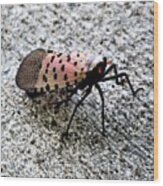 Red Spotted Lanternfly Closeup Wood Print