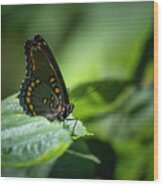 Red Spotted Purple Admiral Butterfly Wood Print