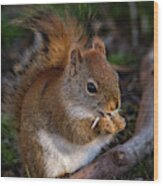 Red Squirrel Eating Sunflower Seeds Wood Print