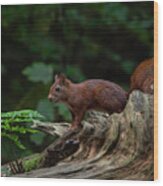 Red Squirrel In The Autumn Forest Wood Print