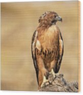 Red-tailed Hawk 13 Wood Print