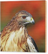 Red Tailed Hawk Profile Wood Print