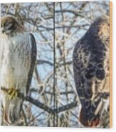 Red-tailed Hawk Profile Wood Print