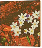 First Wood Anemones Of Spring Wood Print