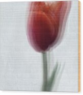 Red Tulip Wood Print