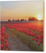 Red Tulip Sunset Wood Print