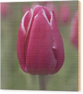 Red Tulip Wood Print