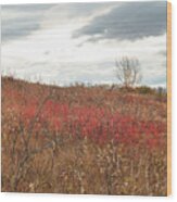 Red Wild Rose Patch In A Pasture Wood Print