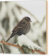 Red-winged Blackbird - Immature Wood Print