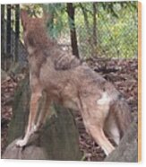 Red Wolf Asheboro Nc Zoo Wood Print