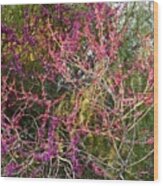 Redbud In Sunset Light And Shadow Wood Print