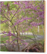 Redbuds In Bloom Wood Print