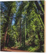 Redwood Forest Wood Print