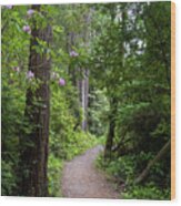 Redwood Trail Wood Print