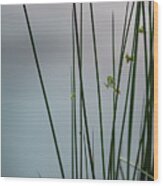 Reeds By A Pond Wood Print