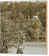 Reelfoot Lake Cypress And Pelicans 001 Wood Print