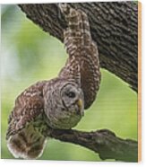 Relaxing Male Barred Owl Wood Print