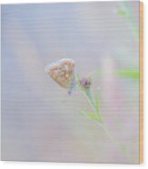 Resting Common Blue Butterfly Wood Print