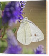 Resting White Butterfly Wood Print