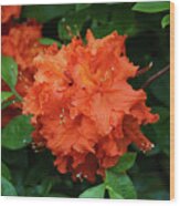 Rhododendron In Orange Wood Print
