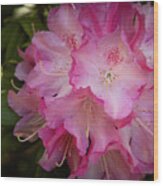 Rhododendron Macro Wood Print