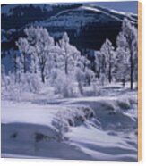 Rime Ice On Trees Lamar Valley Yellowstone National Park Wood Print