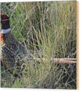 Ring Necked Pheasant On Antelope Island Wood Print