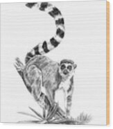 Ring-tailed Lemur Wood Print