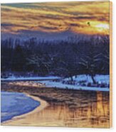River Of Gold - Geese Overwintering At An Icy Bend In Yahara River, Wisconsin Wood Print